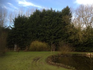 Hedgerow and Tree Maintenan